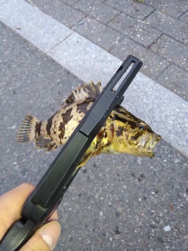 タケノコメバルの釣果