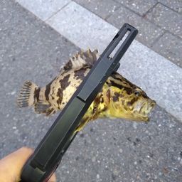 タケノコメバル