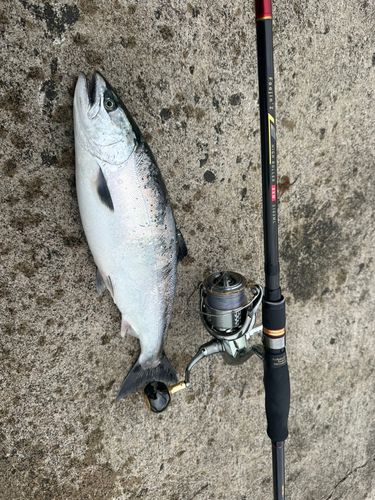 サクラマスの釣果