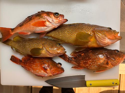 オキメバルの釣果