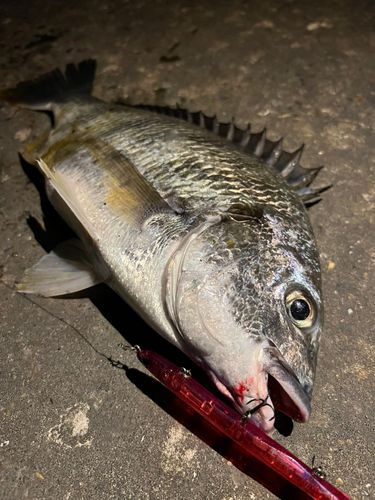 キビレの釣果