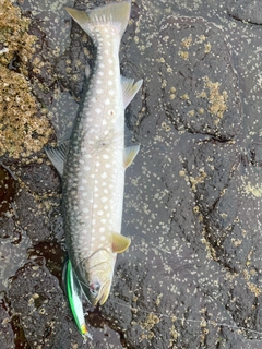 アメマスの釣果