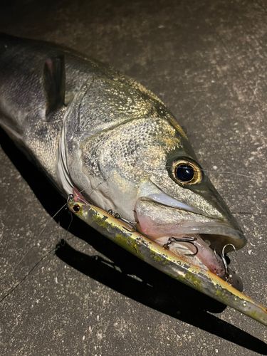 スズキの釣果