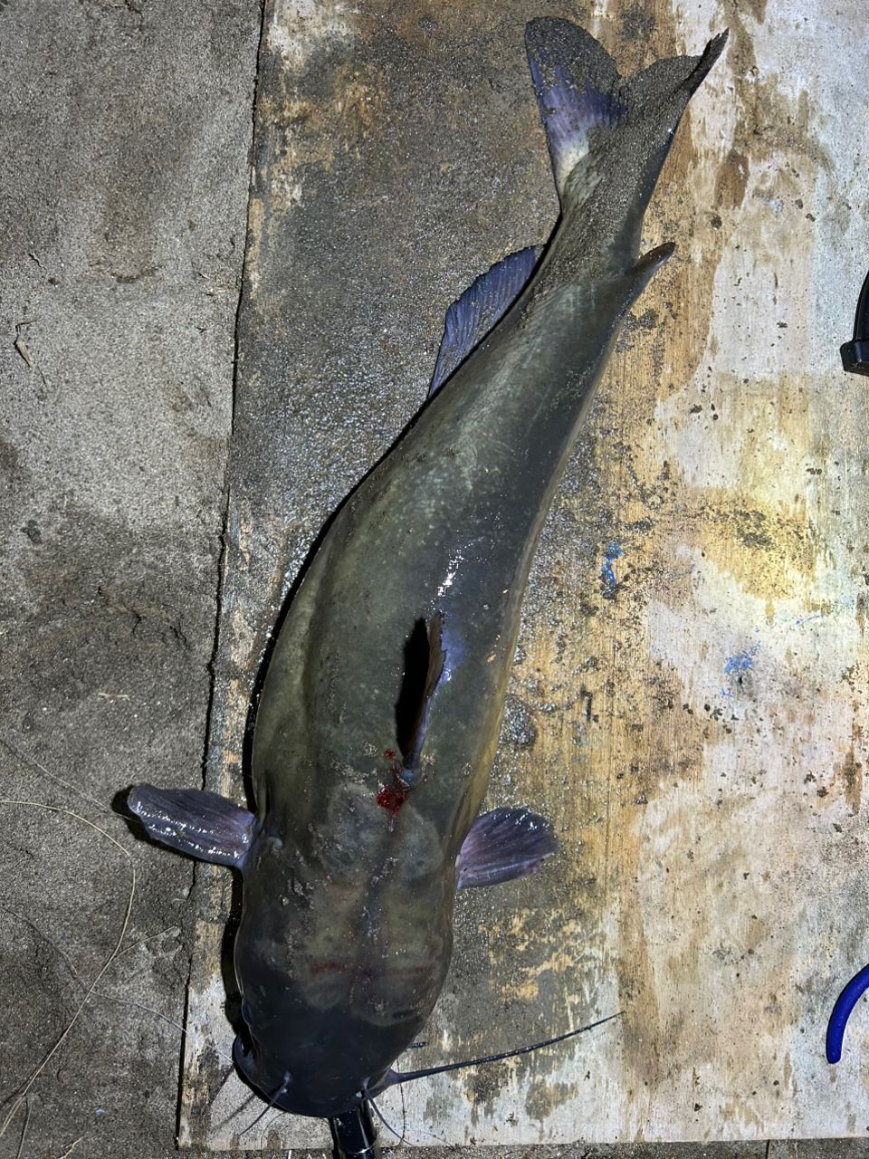 アメリカナマズ