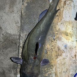 アメリカナマズ