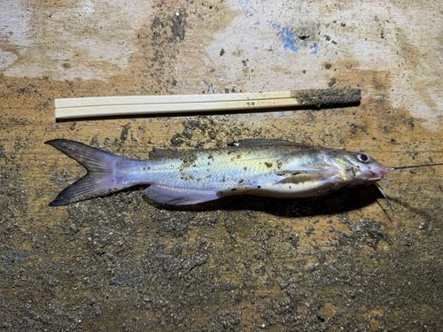 アメリカナマズの釣果