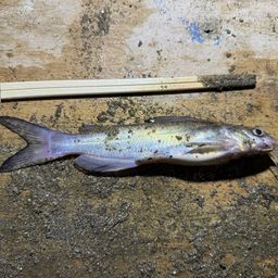 アメリカナマズ