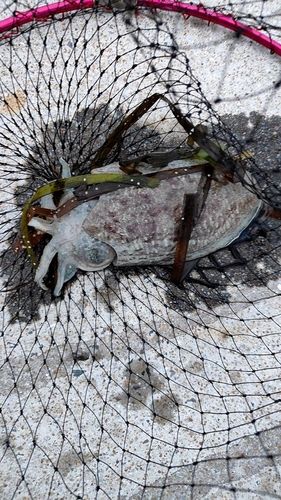 モンゴウイカの釣果