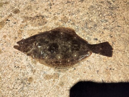 ソゲの釣果