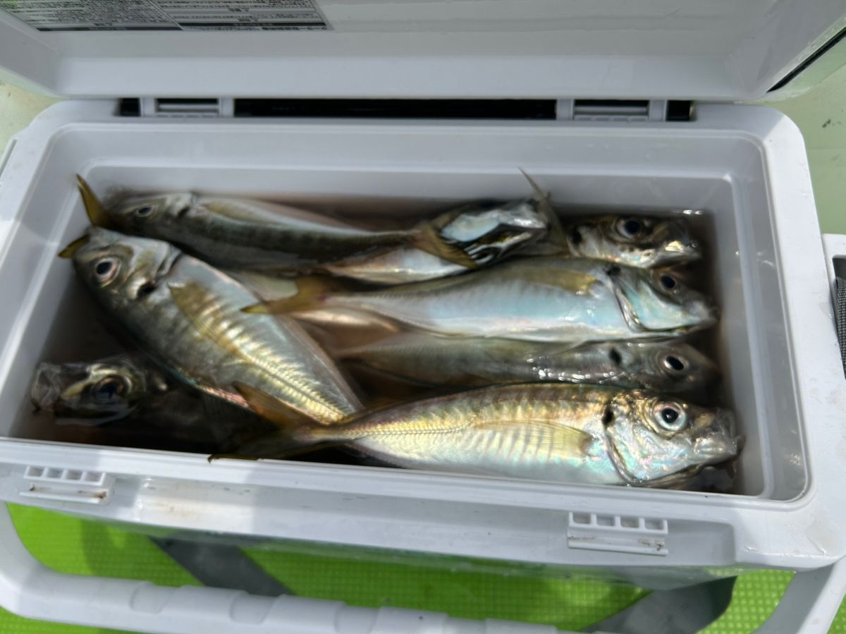 みき0110さんの釣果 2枚目の画像