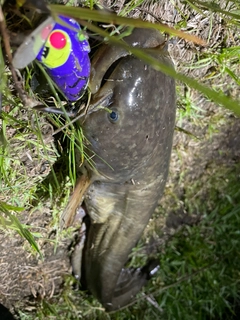 ナマズの釣果