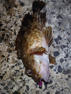ガシラの釣果