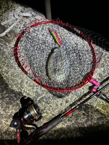 コウイカの釣果