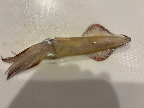 マメイカの釣果