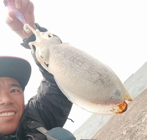 コウイカの釣果
