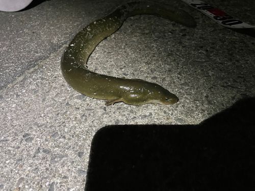 ウナギ