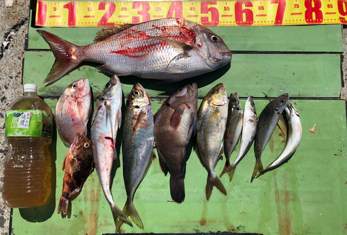 タイの釣果