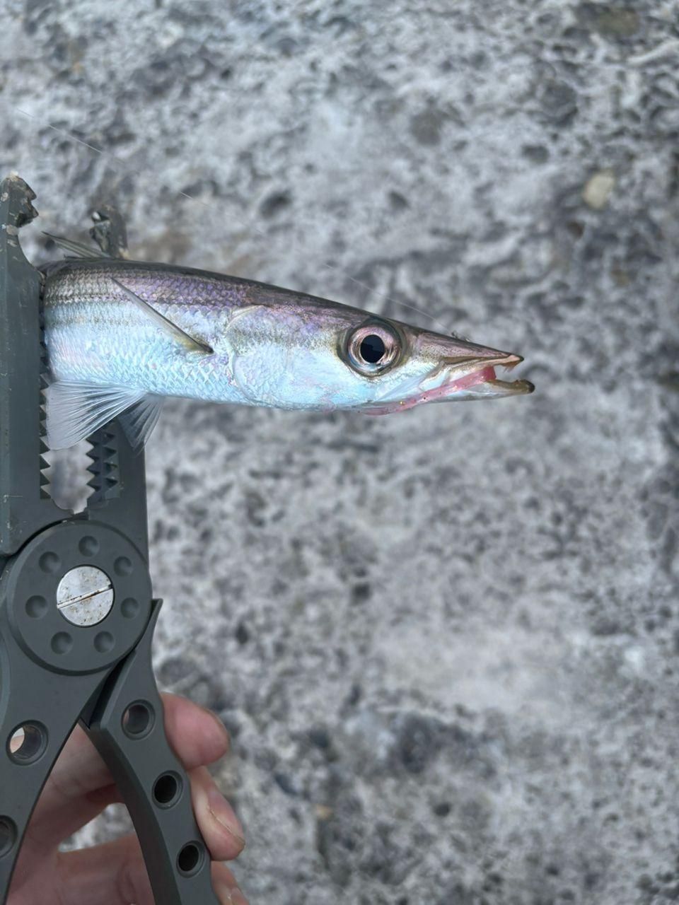 カマス