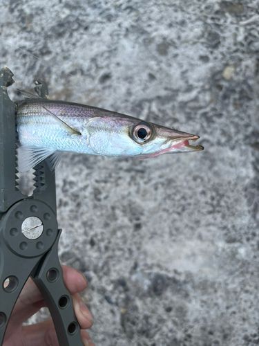 カマスの釣果