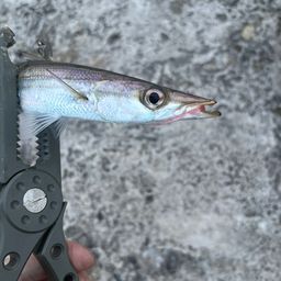カマス
