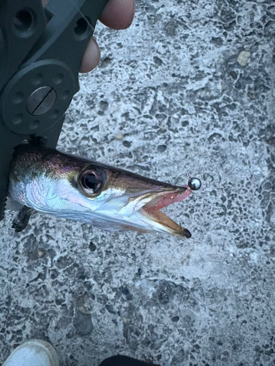 カマス