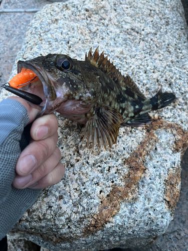 カサゴの釣果