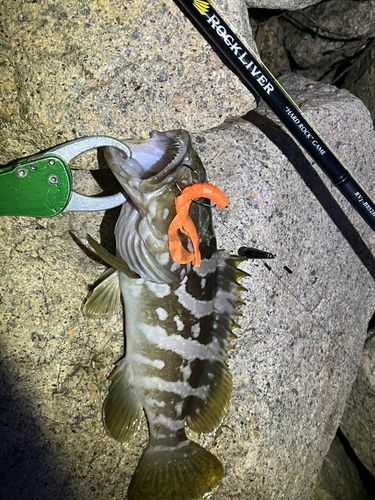 クエの釣果