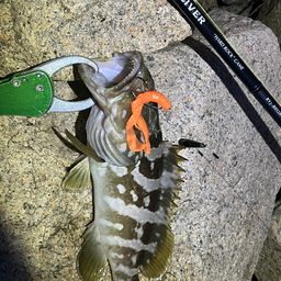 クエ