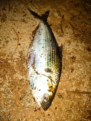 コノシロの釣果