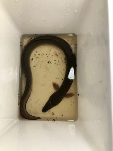 ウナギの釣果