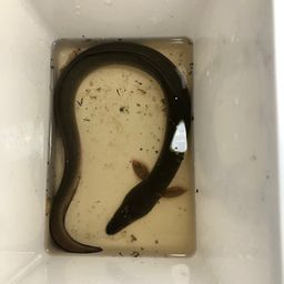 ウナギ