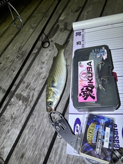 ボラの釣果