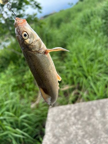 ウグイの釣果