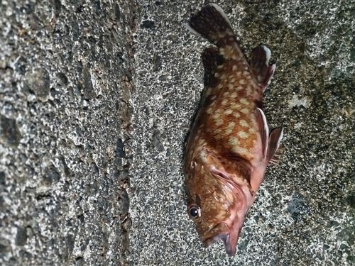 カサゴの釣果