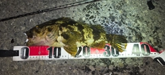 ベッコウゾイの釣果