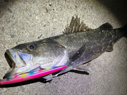 マルスズキの釣果