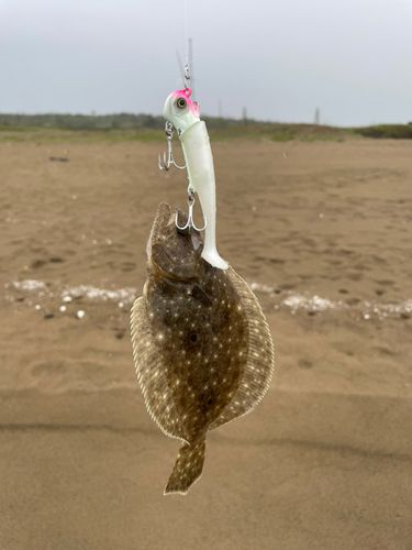 ソゲの釣果
