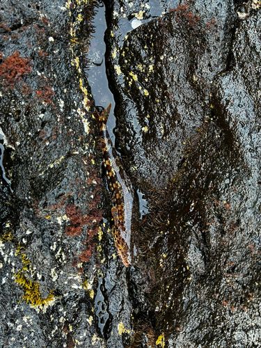 アカエソの釣果