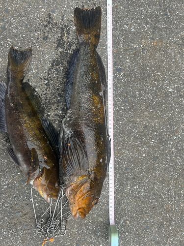 アイナメの釣果