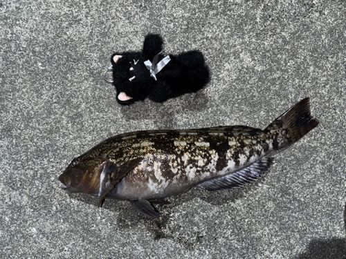 アイナメの釣果