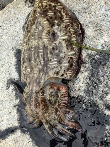 モンゴウイカの釣果