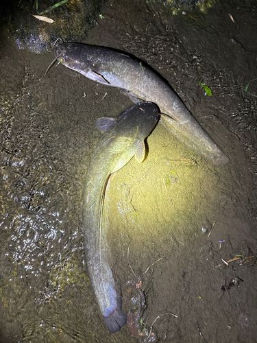 ナマズの釣果