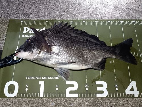 クロダイの釣果