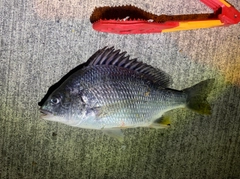 キビレの釣果