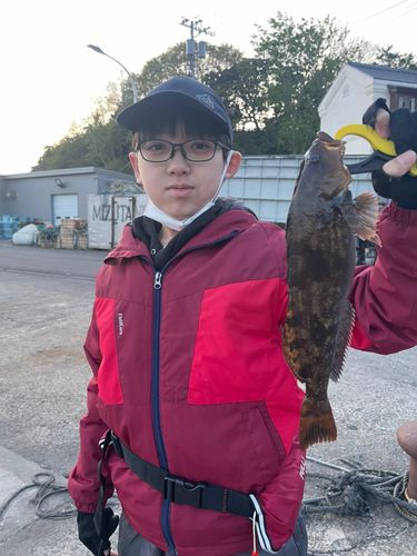 アイナメの釣果