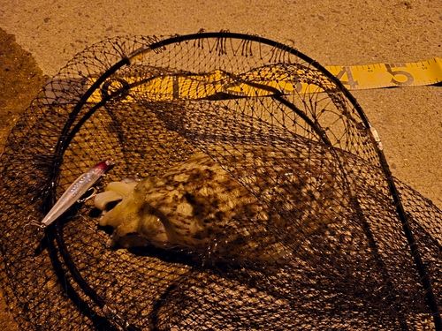 コウイカの釣果