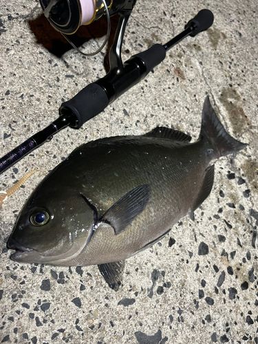 オナガグレの釣果