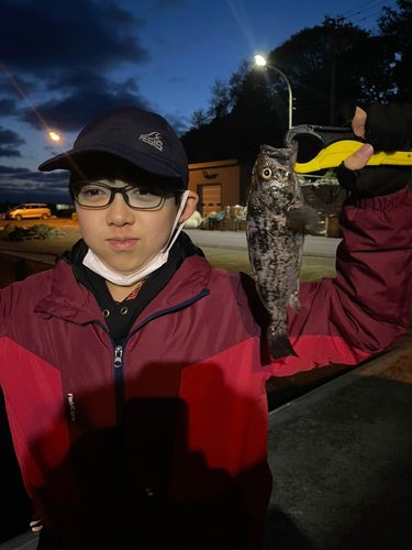 クロソイの釣果