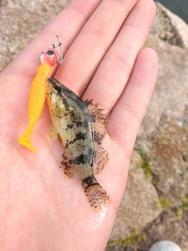 タケノコメバルの釣果