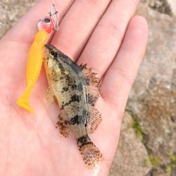 タケノコメバル